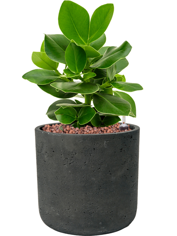 Clusia rosea 'Princess' en Rough, Pottery Pots