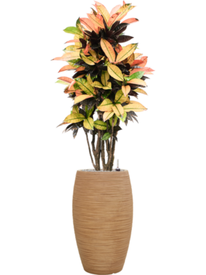 Croton variegatum 'Mrs. Iceton' (105-135cm) en Baq Dune