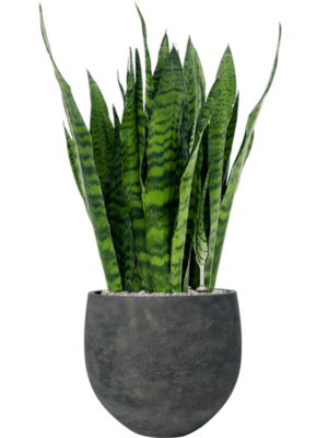 Sansevieria zeylanica en Rough