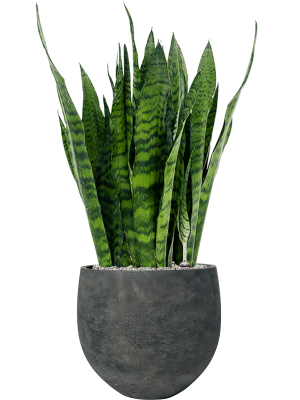 Sansevieria zeylanica en Rough, Pottery Pots