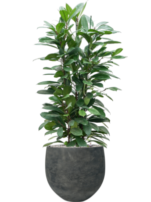 Ficus cyathistipula en Rough