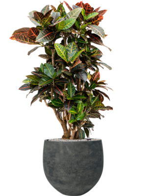 Croton (Codiaeum) variegatum 'Petra' (90-110) en Rough