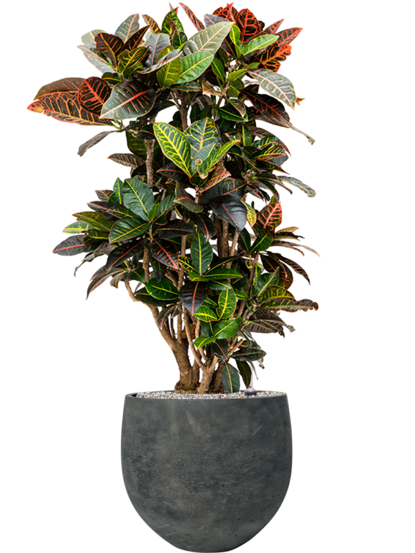 Croton (Codiaeum) variegatum 'Petra' (90-110) en Rough, Pottery Pots