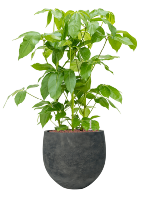 Schefflera actinophylla 'Amate' en Rough