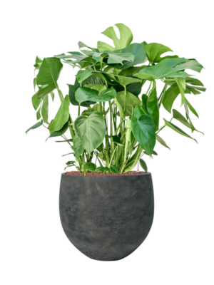 Monstera deliciosa en Rough