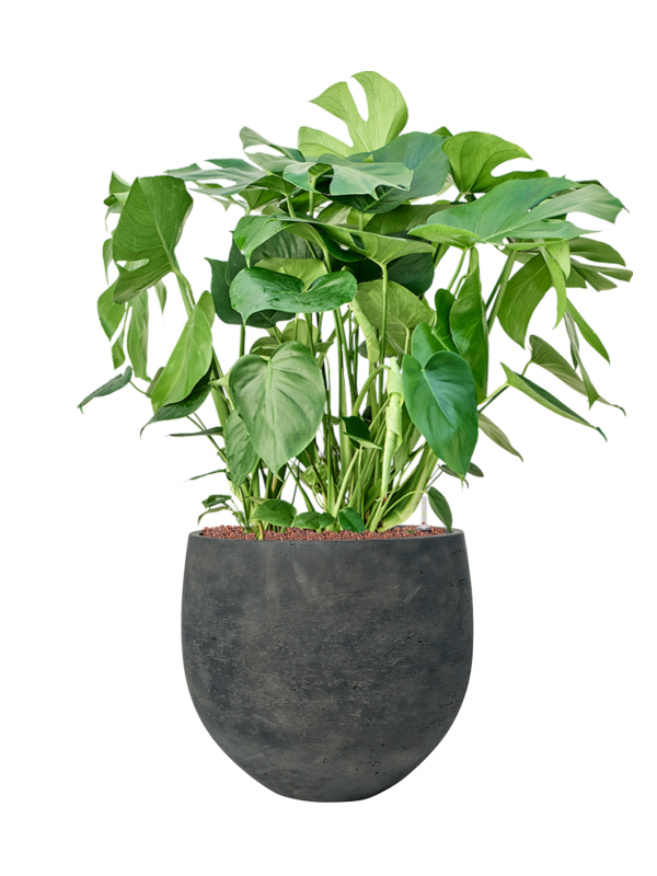 Monstera deliciosa en Rough, Pottery Pots