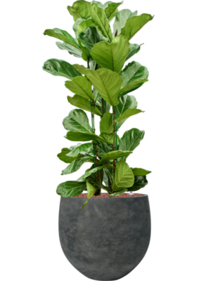 Ficus lyrata en Rough