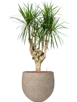 Dracaena marginata en Rough