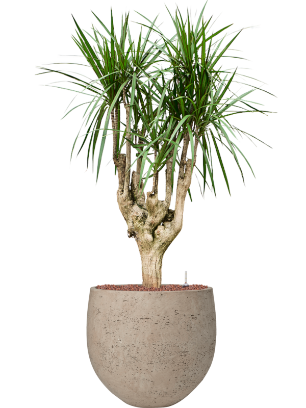 Dracaena marginata en Rough, Pottery Pots