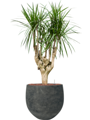 Dracaena marginata en Rough