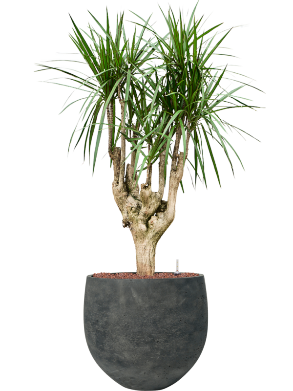 Dracaena marginata en Rough, Pottery Pots