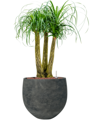 Beaucarnea recurvata en Rough