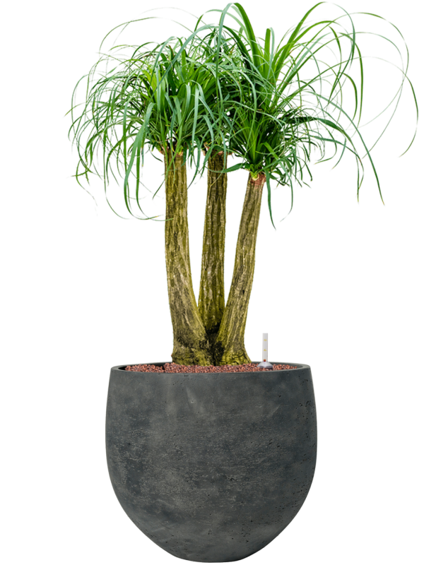 Beaucarnea recurvata en Rough, Pottery Pots