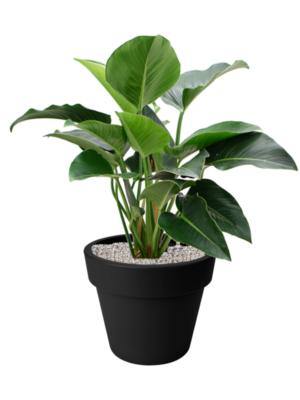 Philodendron 'Green Beauty' en Green Basics