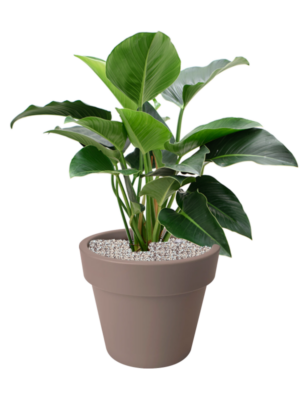Philodendron 'Green Beauty' en Green Basics