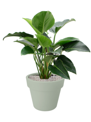 Philodendron 'Green Beauty' en Green Basics