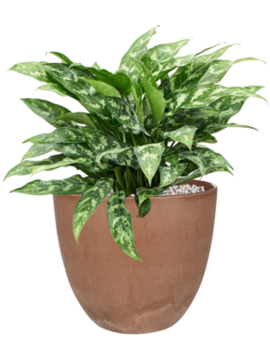 Aglaonema 'Maria' en Artstone
