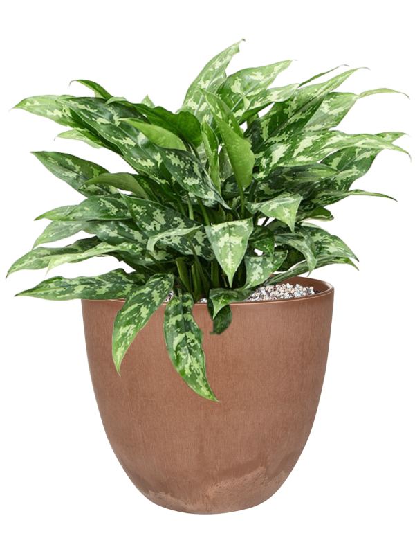 Aglaonema 'Maria' en Artstone
