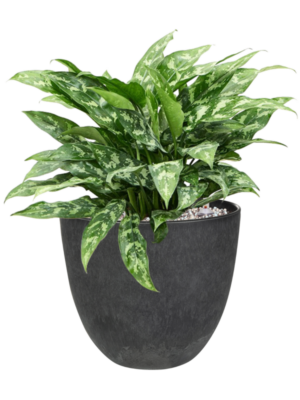 Aglaonema 'Maria' en Artstone
