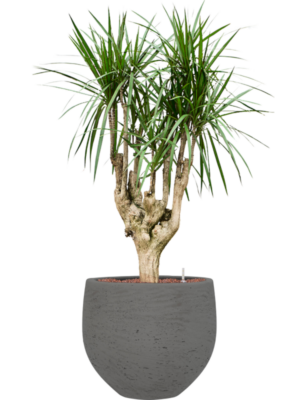 Dracaena marginata en Rough