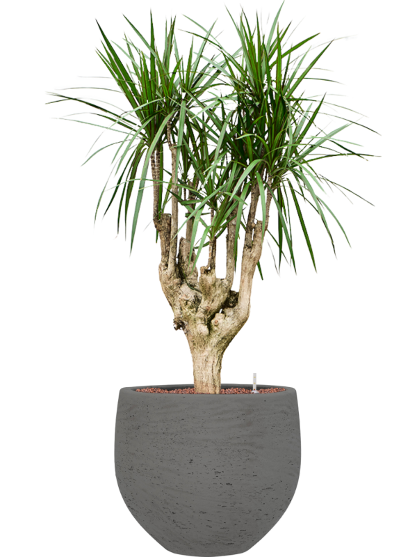 Dracaena marginata en Rough, Pottery Pots