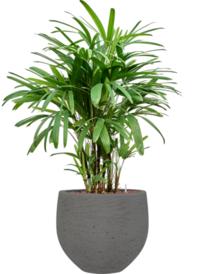 Rhapis excelsa en Rough