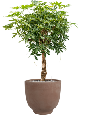 Schefflera arboricola 'Compacta' en Terra Cotta Kevin