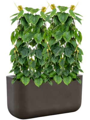 Philodendron scandens en Baq Seren
