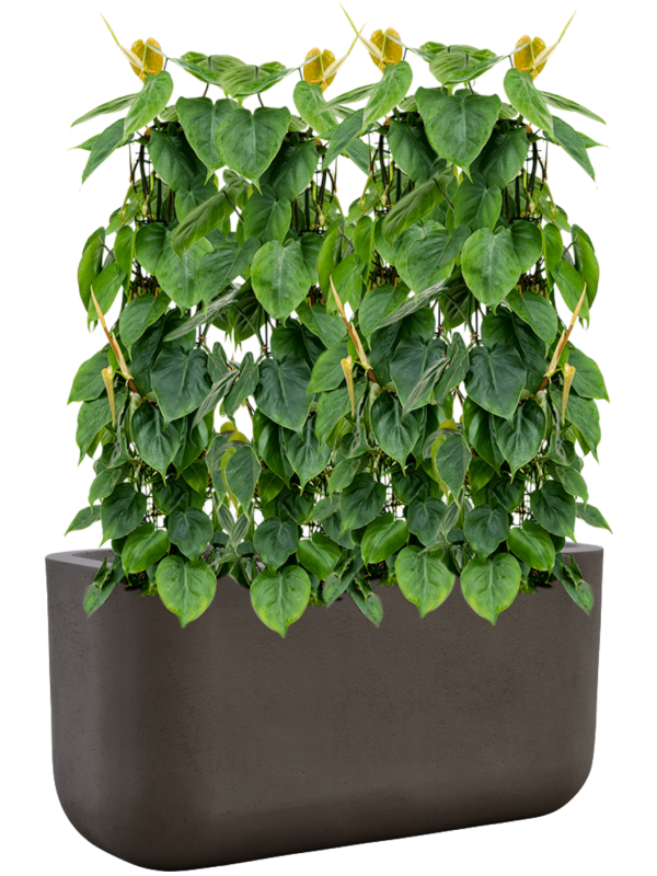 Philodendron scandens en Baq Seren