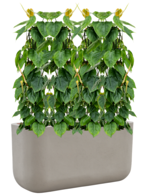 Philodendron scandens en Baq Seren