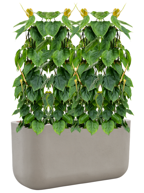 Philodendron scandens en Baq Seren