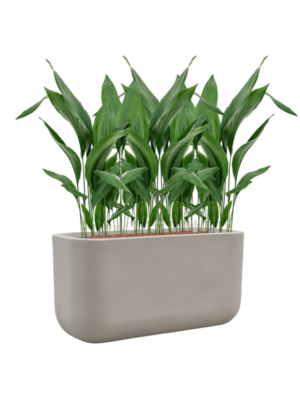 Aspidistra elatior en Baq Seren