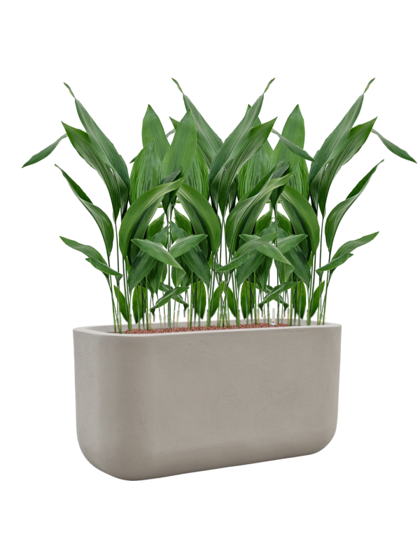 Aspidistra elatior en Baq Seren