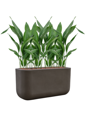 Aspidistra elatior en Baq Seren