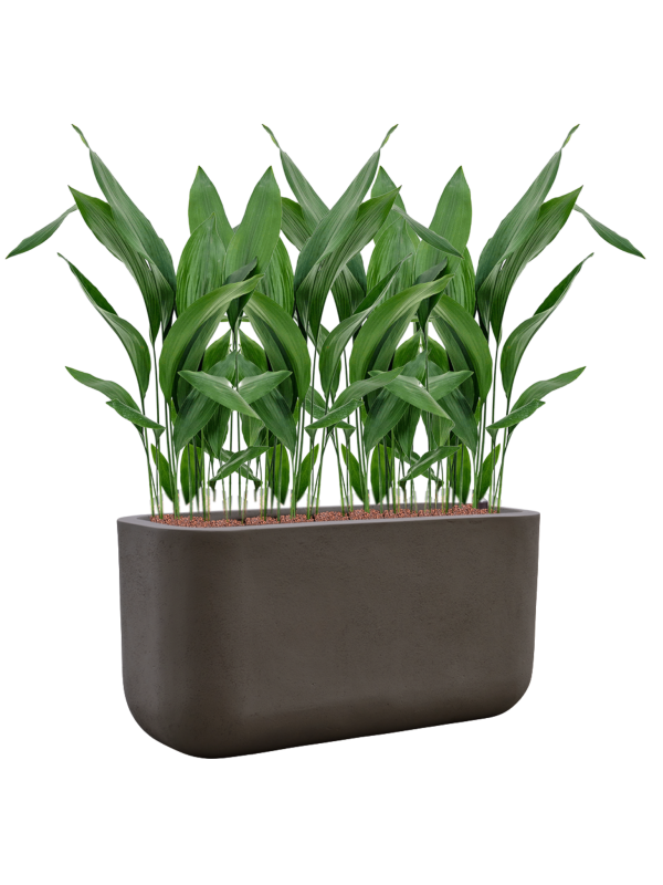 Aspidistra elatior en Baq Seren