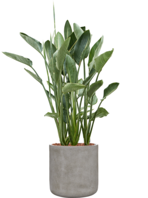 Strelitzia reginae en Antwerp