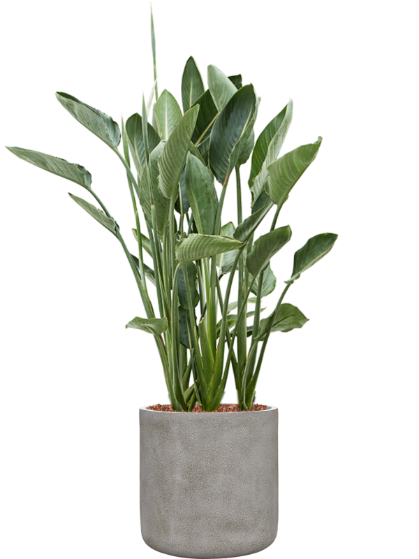 Strelitzia reginae en Antwerp, Private label
