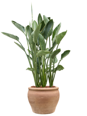 Strelitzia reginae en Terra Antica