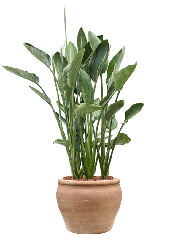 Strelitzia reginae en Terra Antica, Private label
