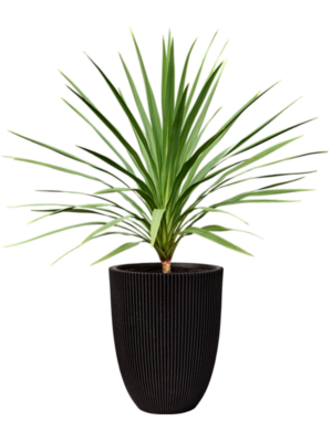 Cordyline 'Peko' (120-140) en Capi Nature Groove NL