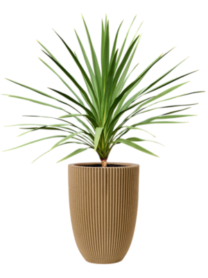 Cordyline 'Peko' (120-140) en Capi Nature Groove NL