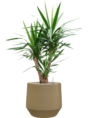 Yucca elephantipes en Chakka
