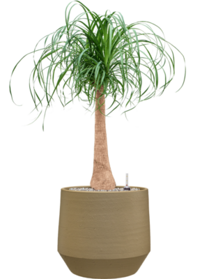 Beaucarnea recurvata en Chakka