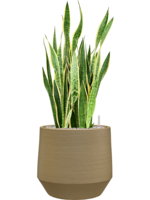 Sansevieria trifasciata 'Laurentii' en Chakka