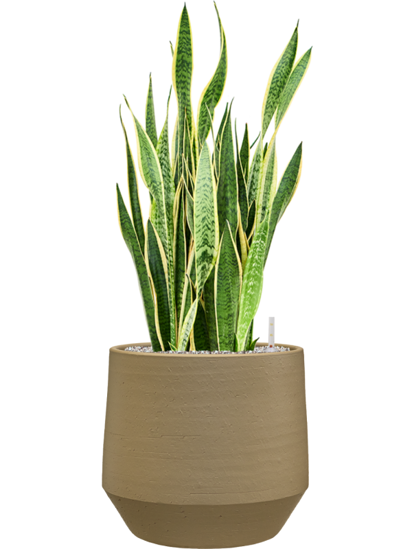 Sansevieria trifasciata 'Laurentii' en Chakka, Gina Da