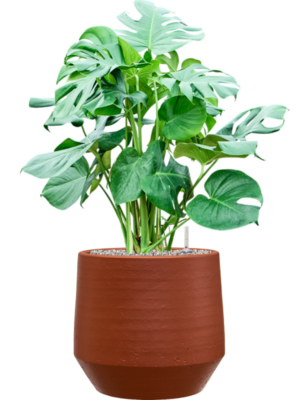 Monstera deliciosa en Chakka