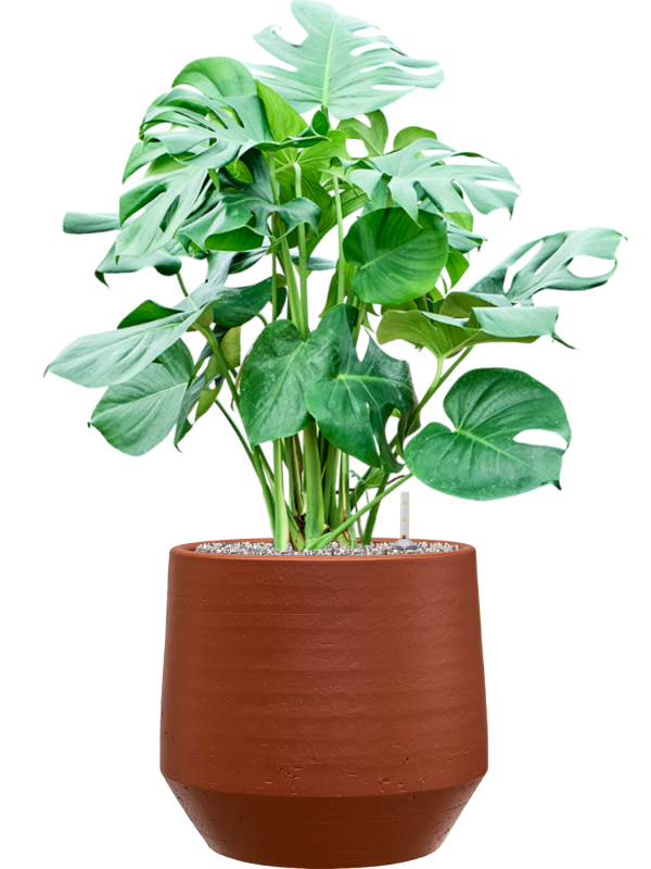 Monstera deliciosa en Chakka, Gina Da