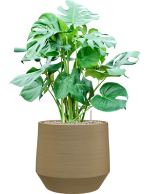 Monstera deliciosa en Chakka