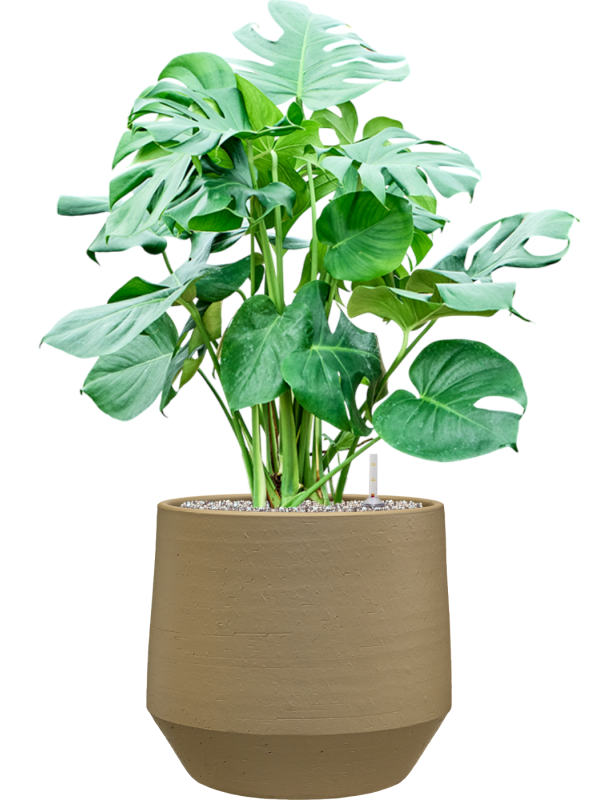 Monstera deliciosa en Chakka, Gina Da
