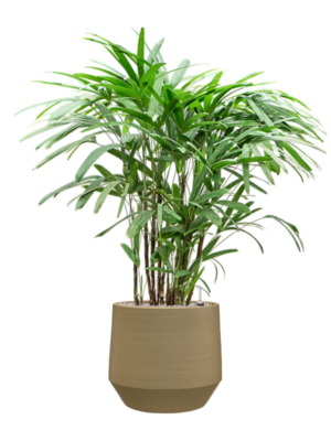 Rhapis excelsa en Chakka